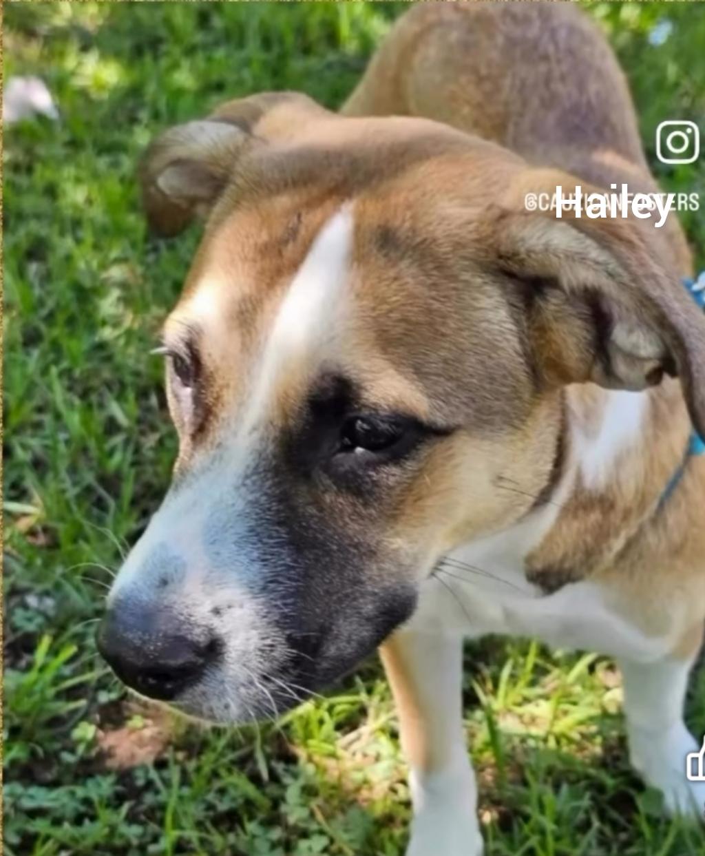 Enlarge Hailey ( Orlando, FL), an adopted mixed breed in Orlando, FL image 1/3