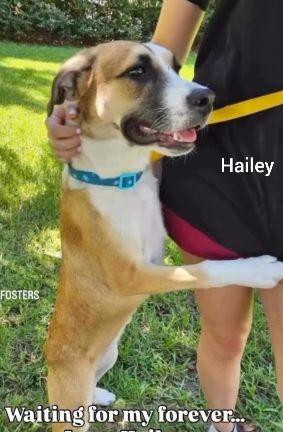 Enlarge Hailey ( Orlando, FL), an adopted mixed breed in Orlando, FL image 3/3