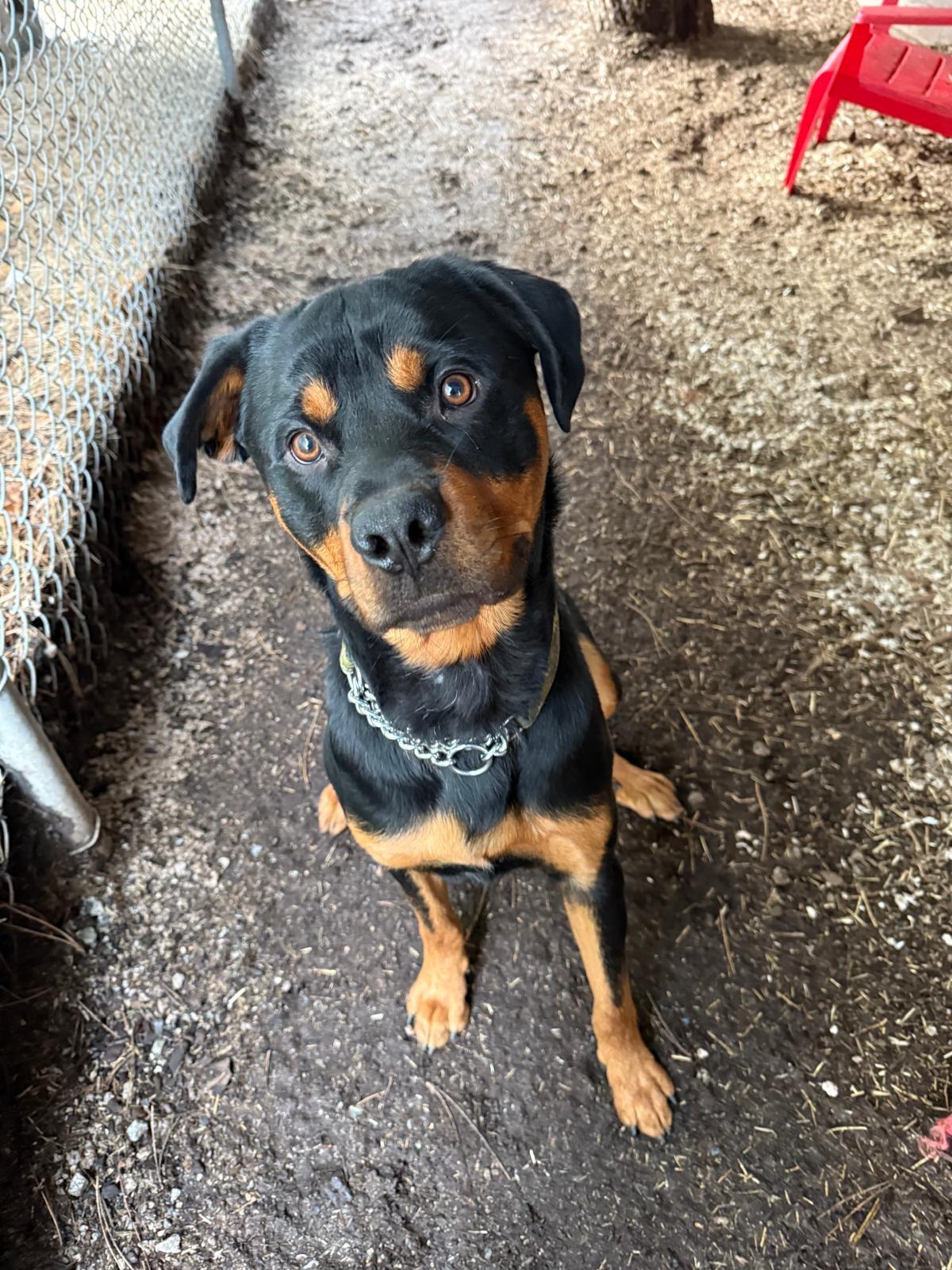 Hank, Adoptable, Adult Male Rottweiler.