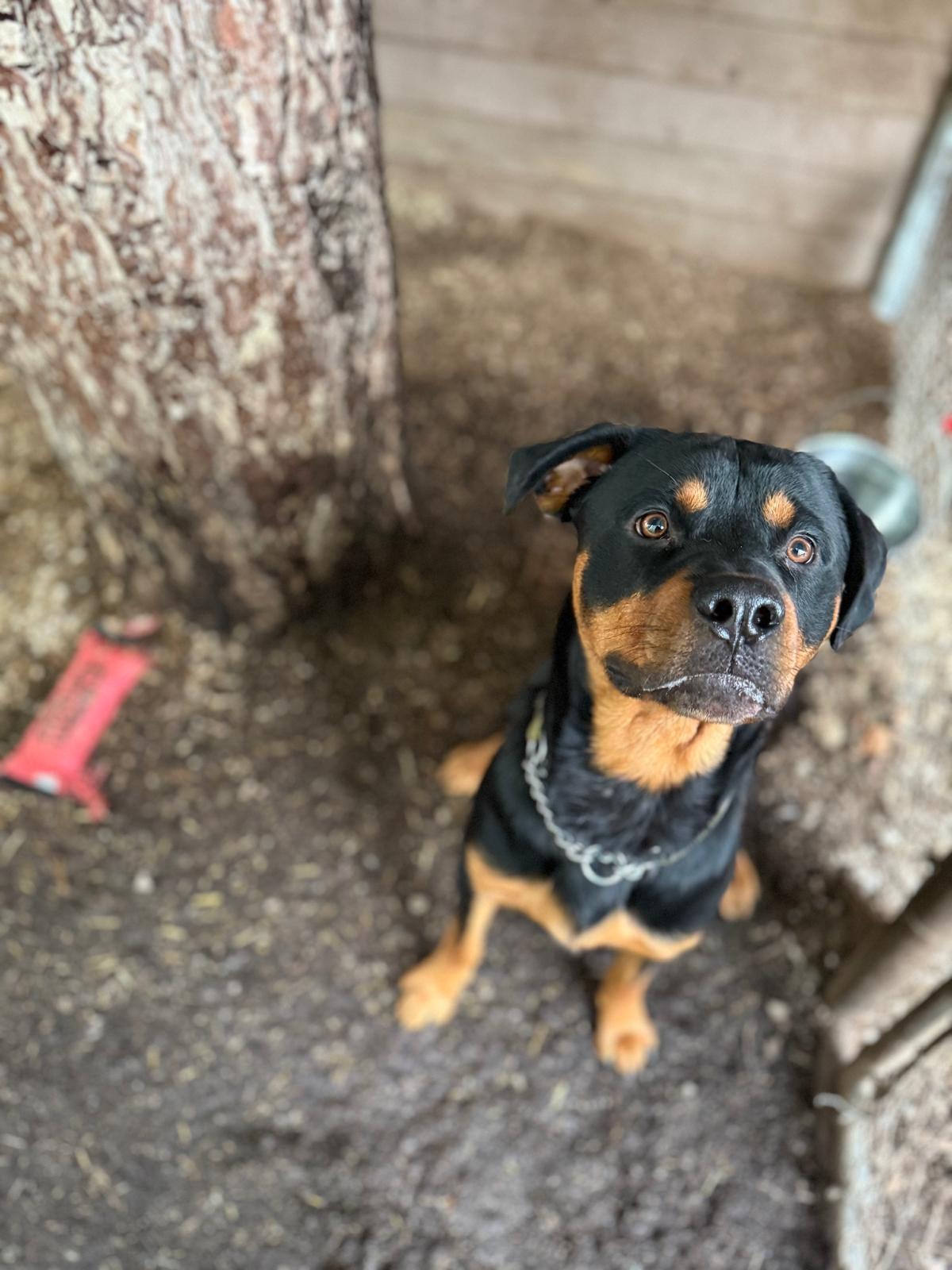 Enlarge Hank, an adopted mixed breed in Vancouver, BC image 3/3