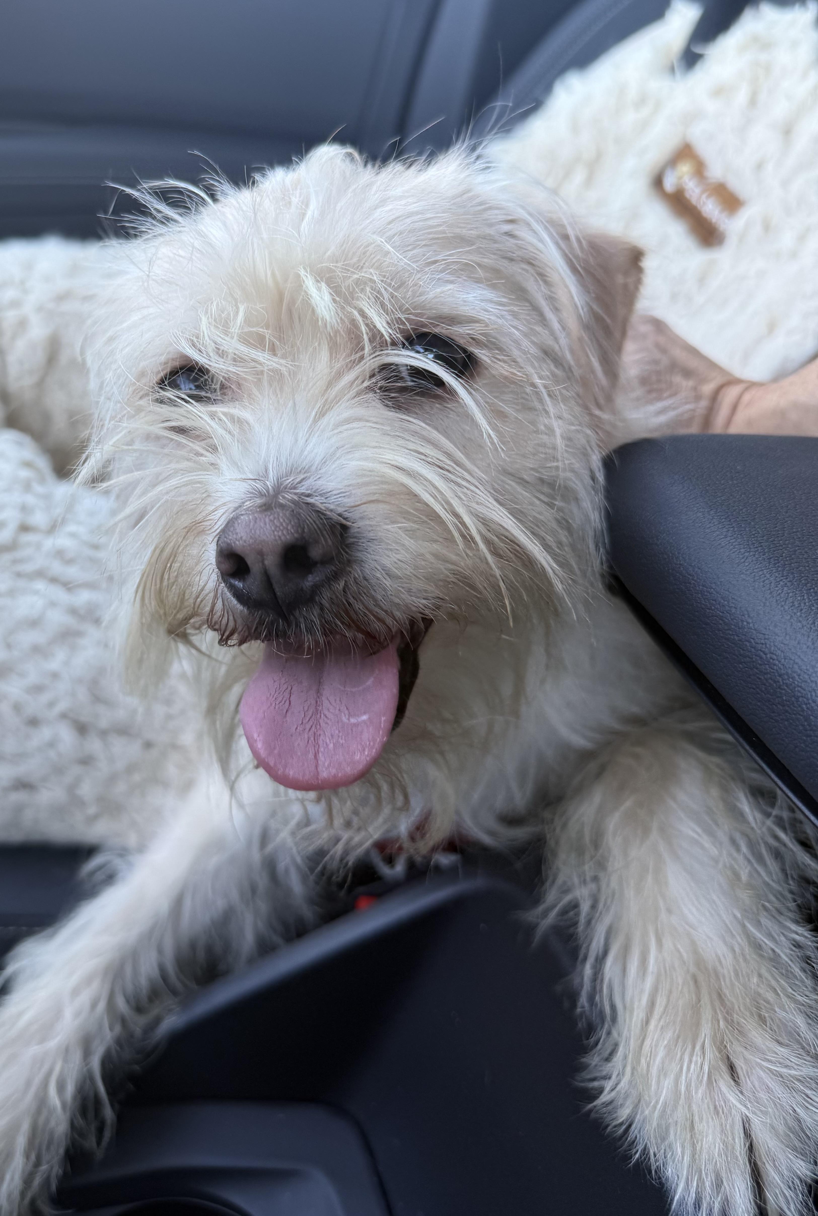 Enlarge Frito, a ADOPTABLE mixed breed in Los Angeles, CA image 2/5