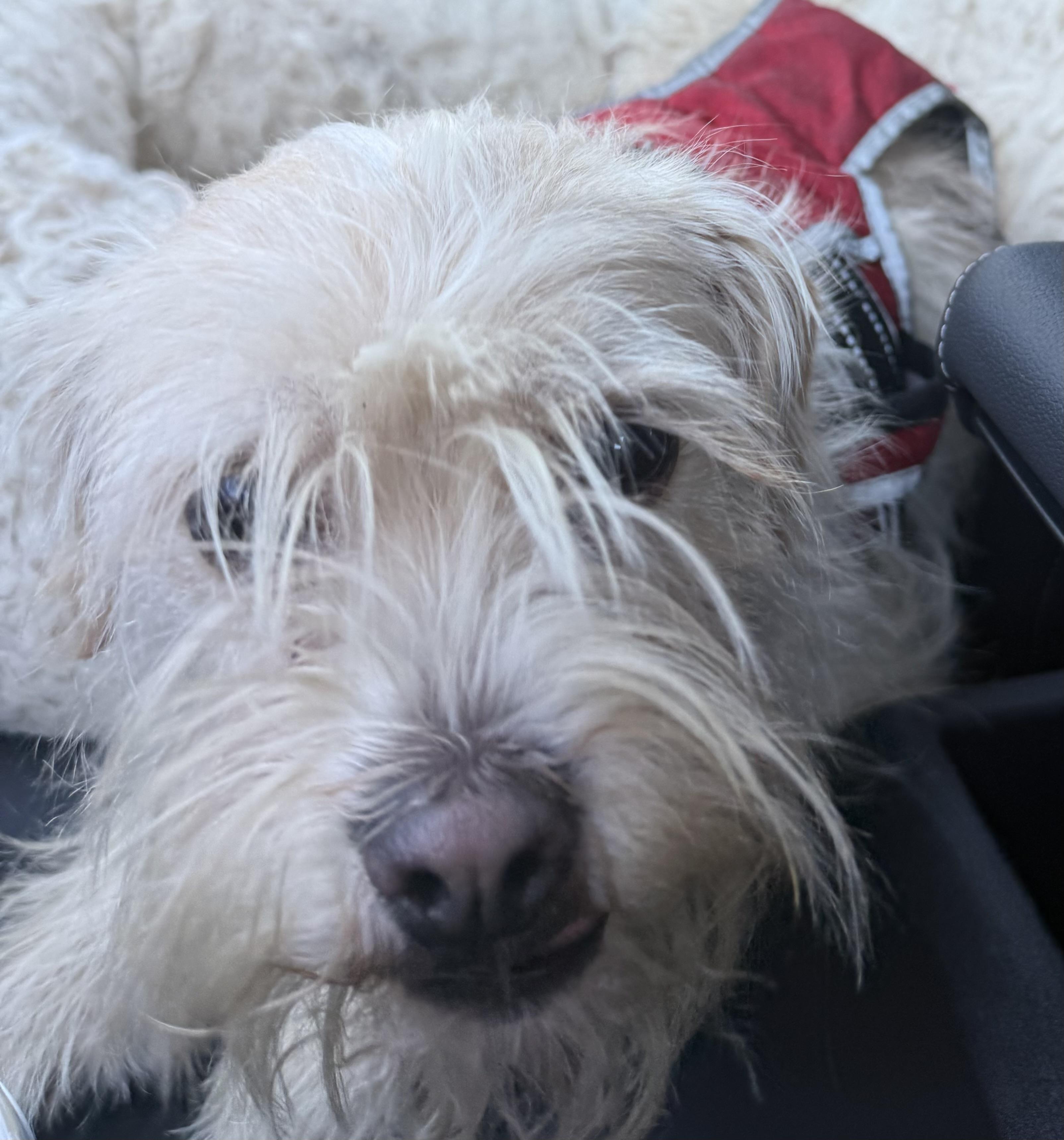 Enlarge Frito, a ADOPTABLE mixed breed in Los Angeles, CA image 5/5