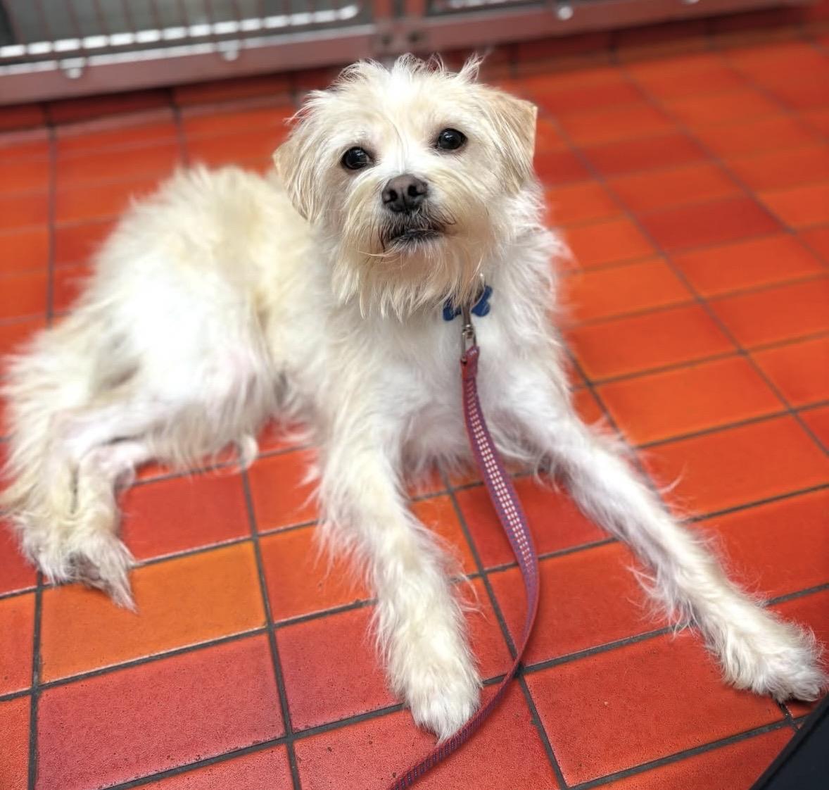 Frito, ADOPTABLE, Adult Male Cairn Terrier.