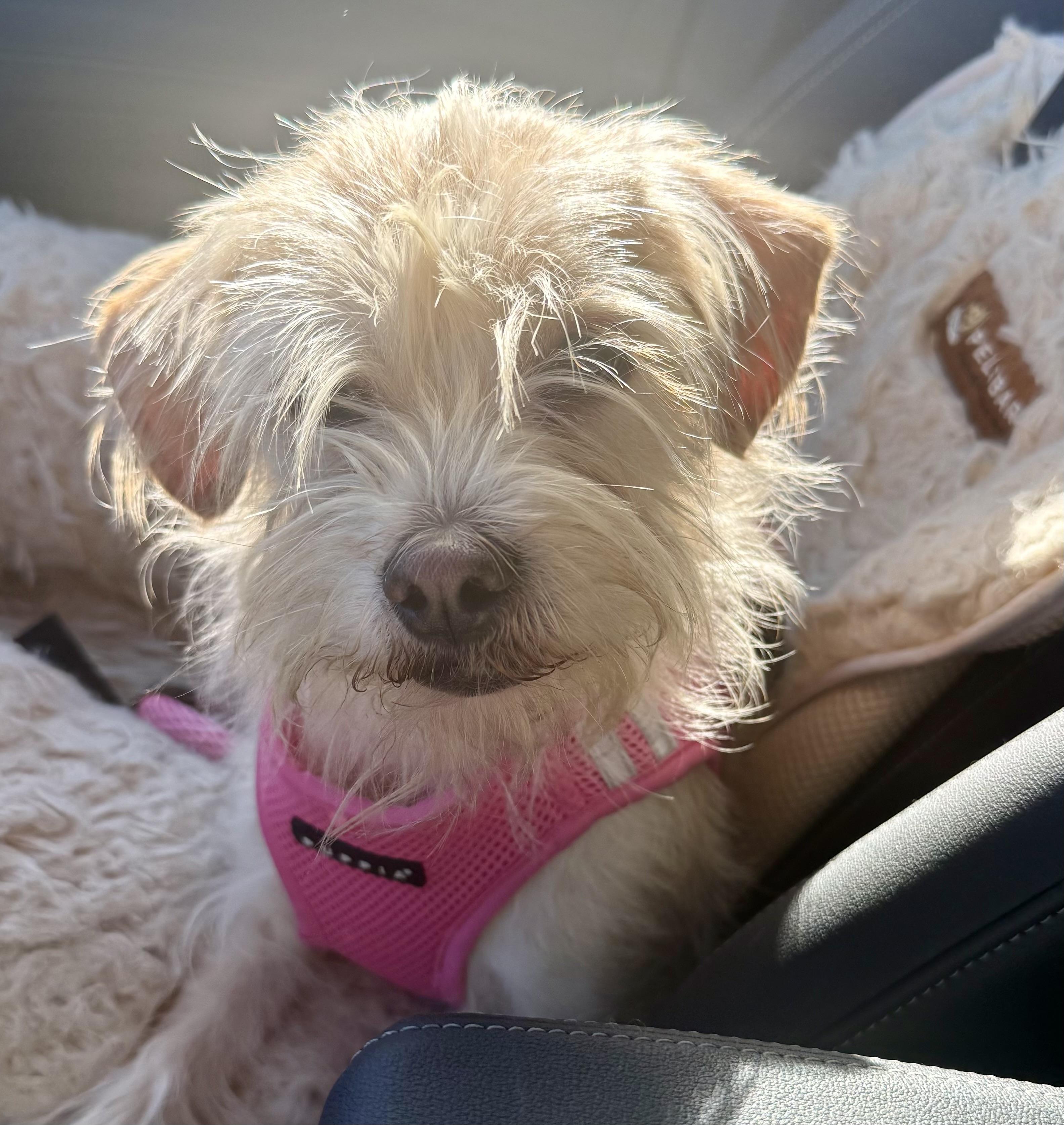 Enlarge Frito, a ADOPTABLE mixed breed in Los Angeles, CA image 3/5