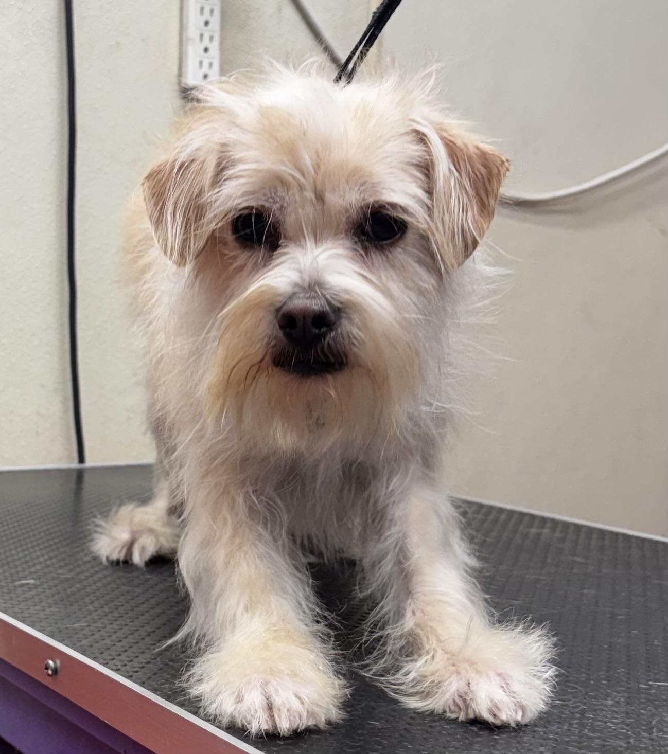 Enlarge Frito, a ADOPTABLE mixed breed in Los Angeles, CA image 4/5