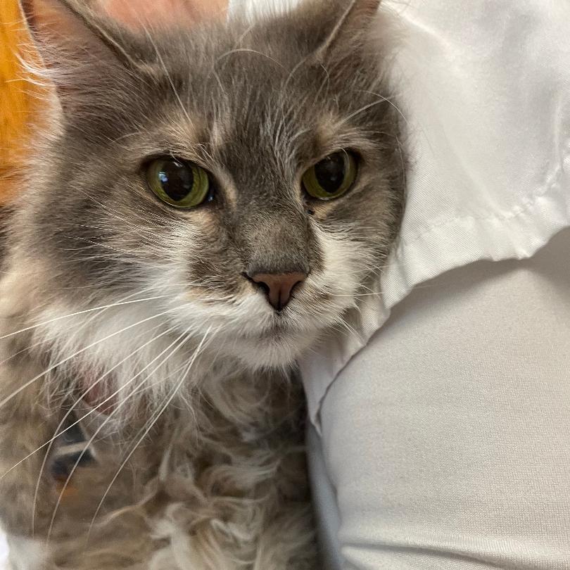 Enlarge Zarah, a Adoptable Domestic Long Hair in North Myrtle Beach, SC image 1/1