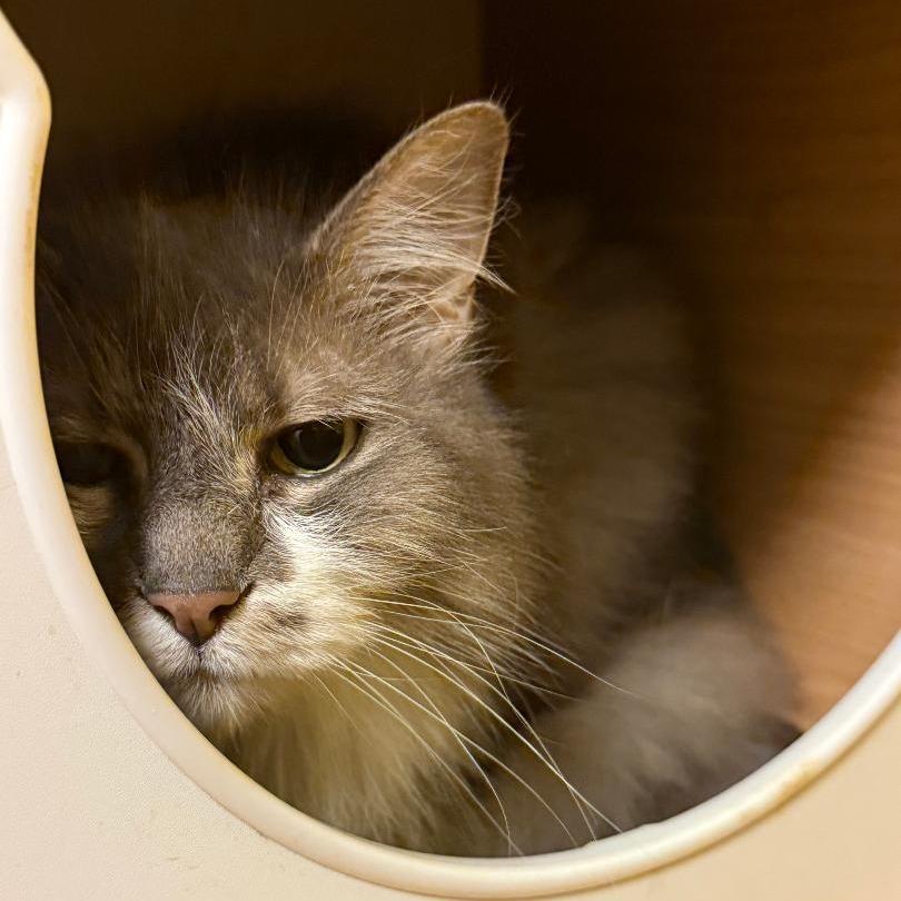 Enlarge Zarah, a Adoptable Domestic Long Hair in North Myrtle Beach, SC image 2/2
