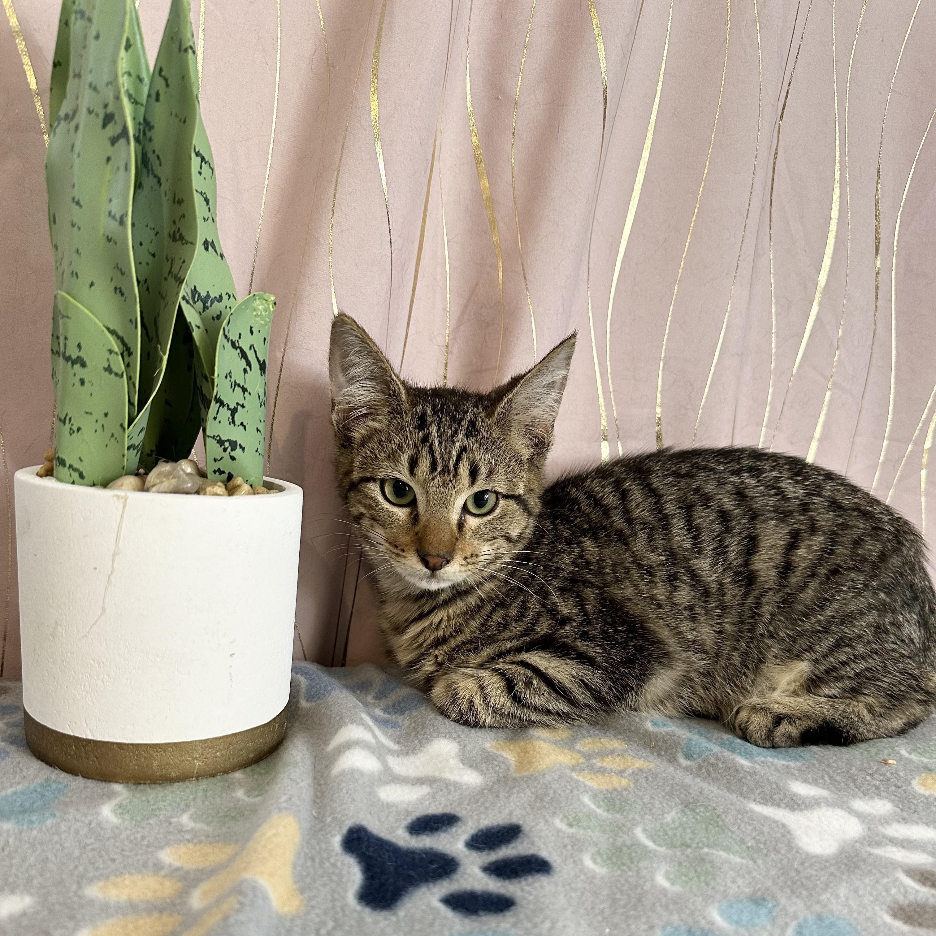 Frank — thumbnail 2