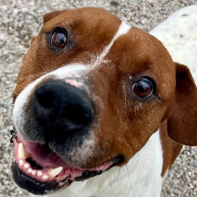 Jessie, Adoptable, Adult Male Basset Hound & Terrier.