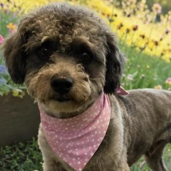 Enlarge MANDY AND MINDY, a Adoptable mixed breed in Garland, TX image 3/6
