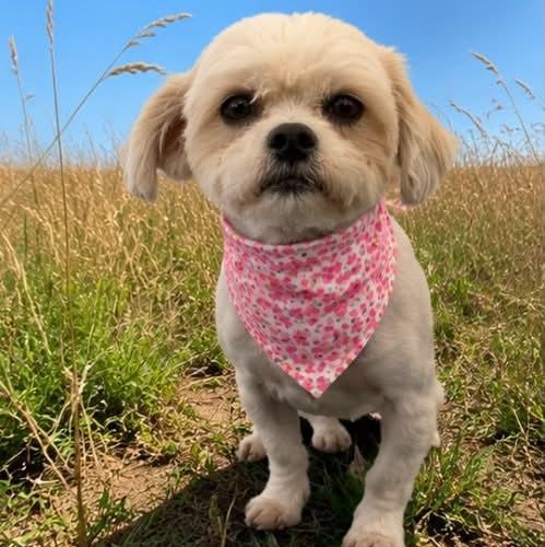 Enlarge MANDY AND MINDY, a Adoptable mixed breed in Garland, TX image 5/6