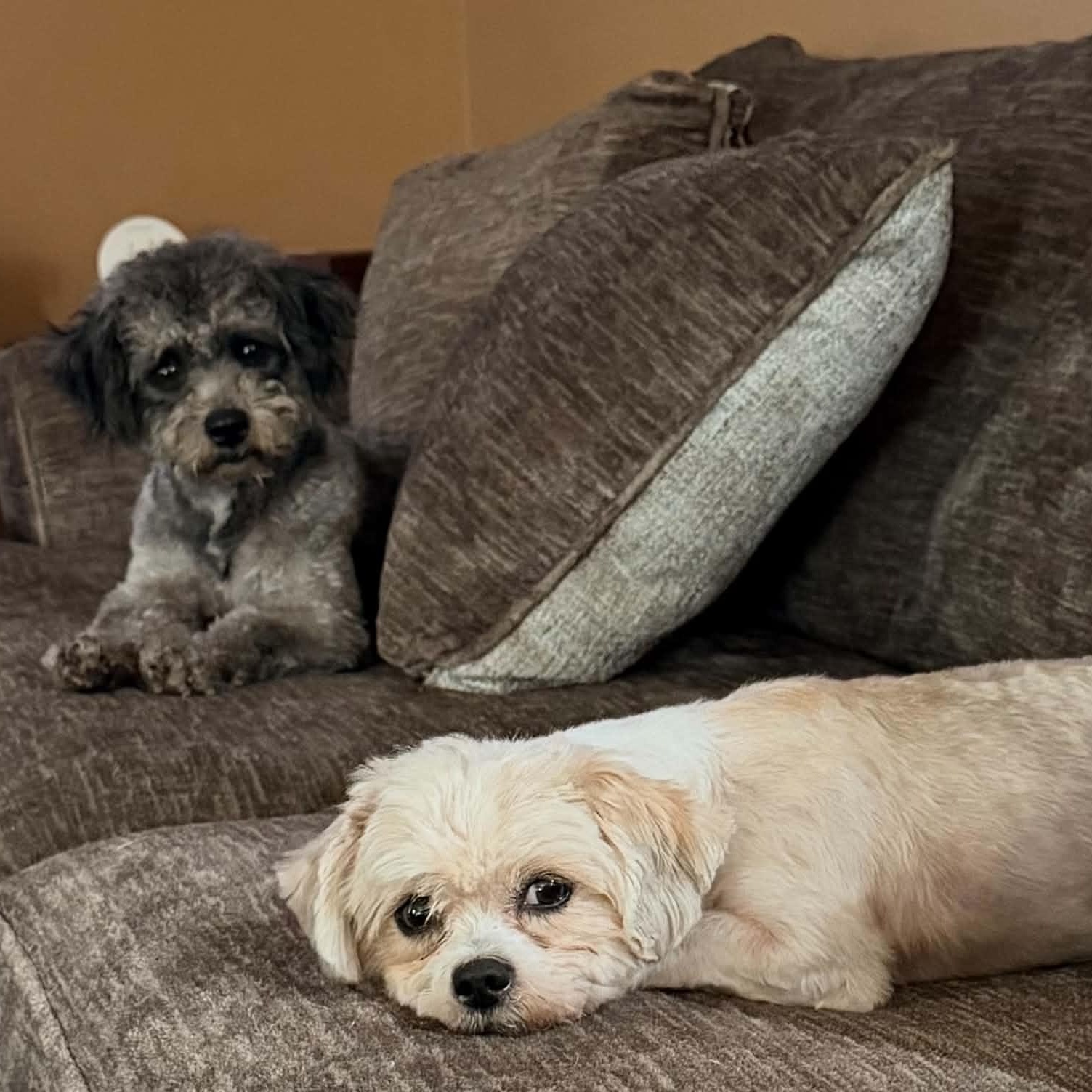 Enlarge MANDY AND MINDY, a Adoptable mixed breed in Garland, TX image 2/6
