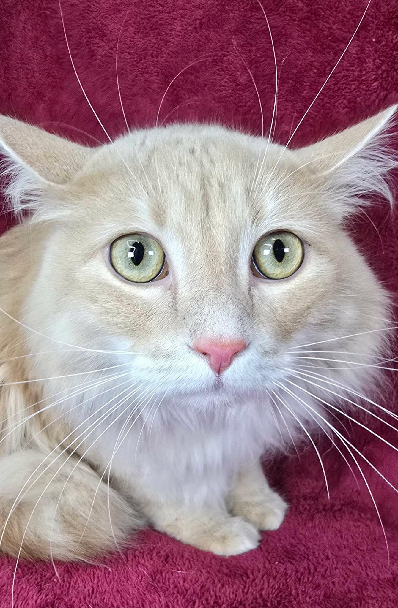 Francisco, adopted, Adult Male Domestic Long Hair.