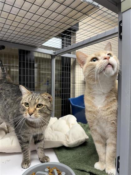 Murdock, Adoptable, Adult Male Domestic Short Hair & Domestic Short Hair.