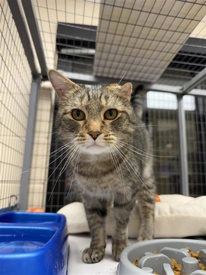 Enlarge Murdock, a Adoptable Domestic Short Hair image 3/3