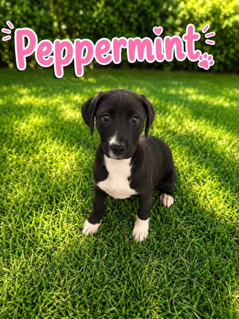 Peppermint, Adoptable, Puppy Female Pit Bull Terrier & Affenpinscher.