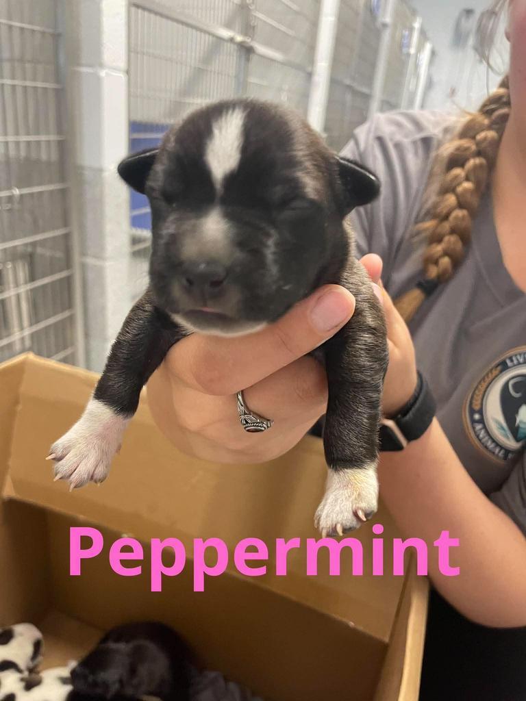 Enlarge Peppermint, a Adoptable mixed breed in Livingston, LA image 2/3