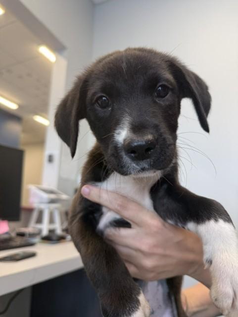 Enlarge Peppermint, a Adoptable mixed breed in Livingston, LA image 3/3