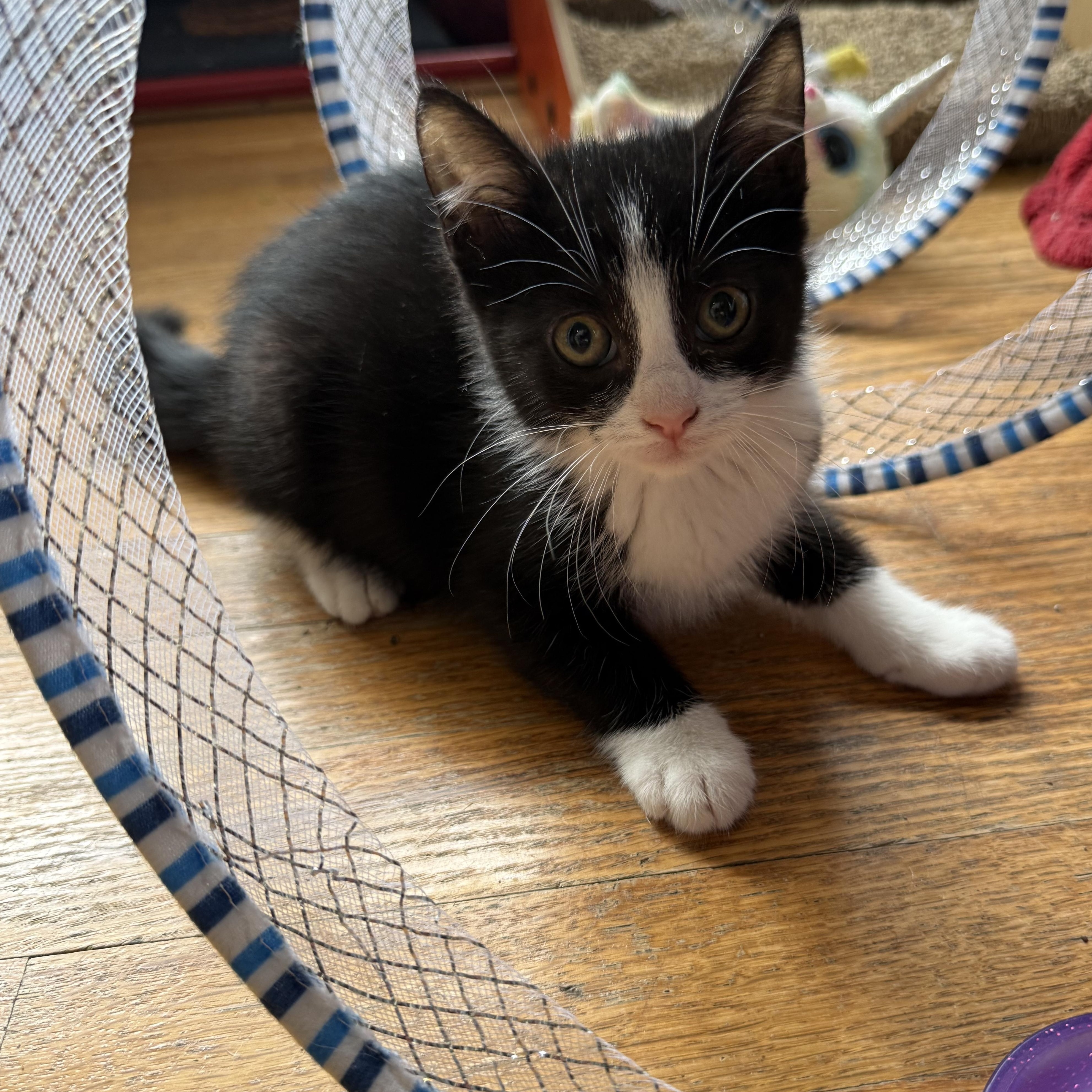 Enlarge Jason, an adopted Domestic Short Hair in Fairfield, CT image 2/4