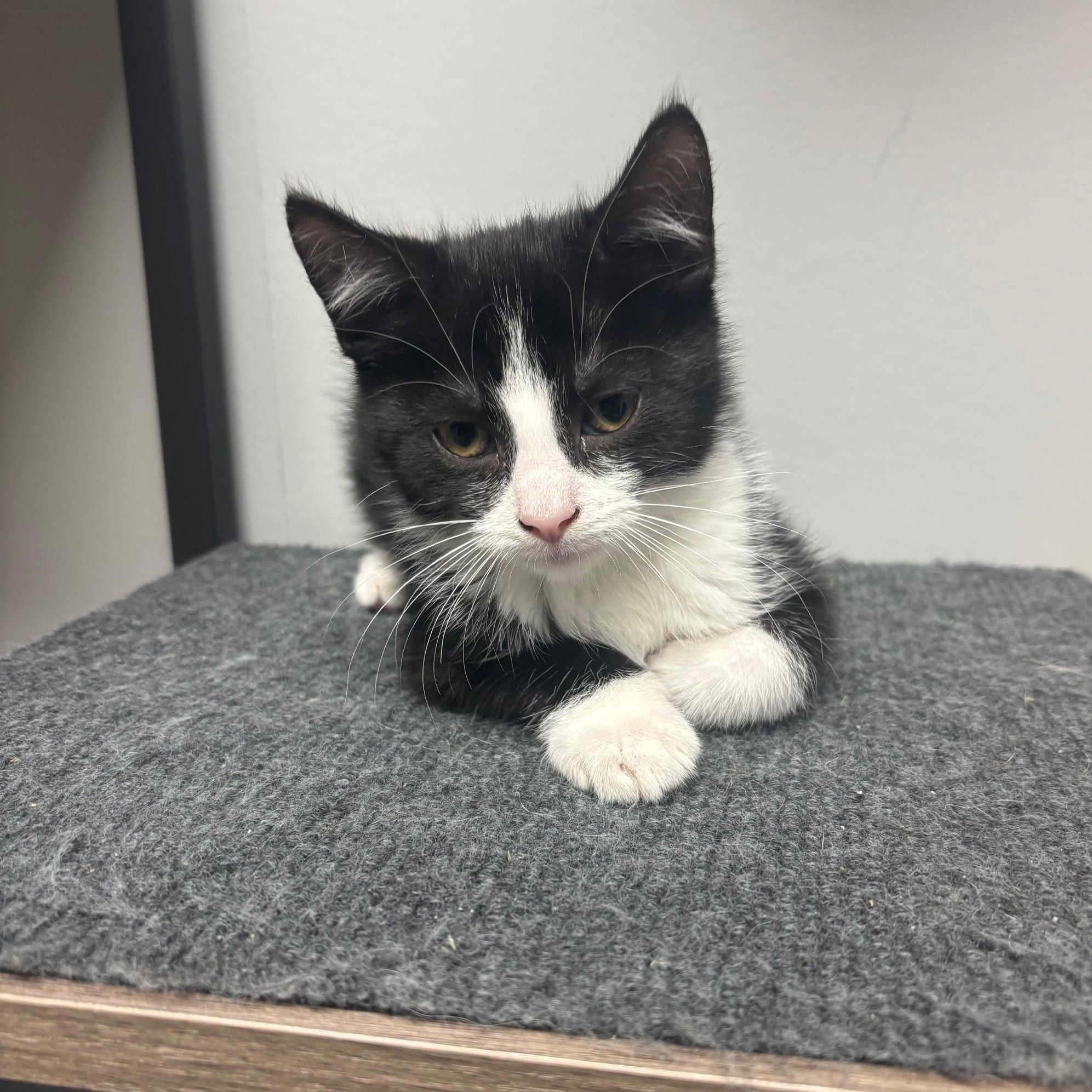 Enlarge Jason, an adopted Domestic Short Hair in Fairfield, CT image 4/4