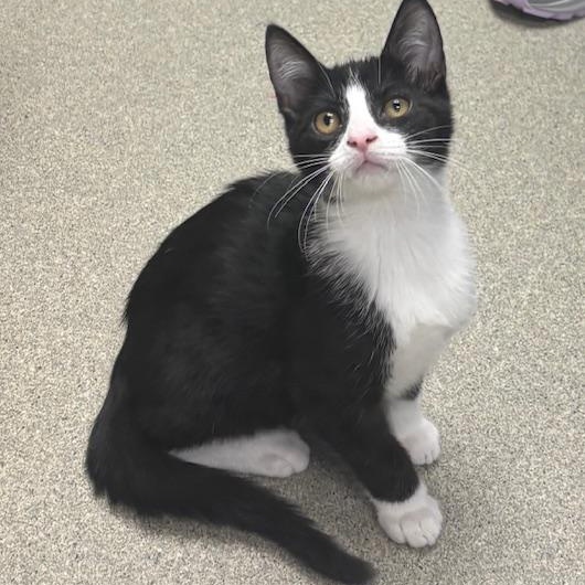 Enlarge Jason, an adopted Domestic Short Hair in Fairfield, CT image 1/4