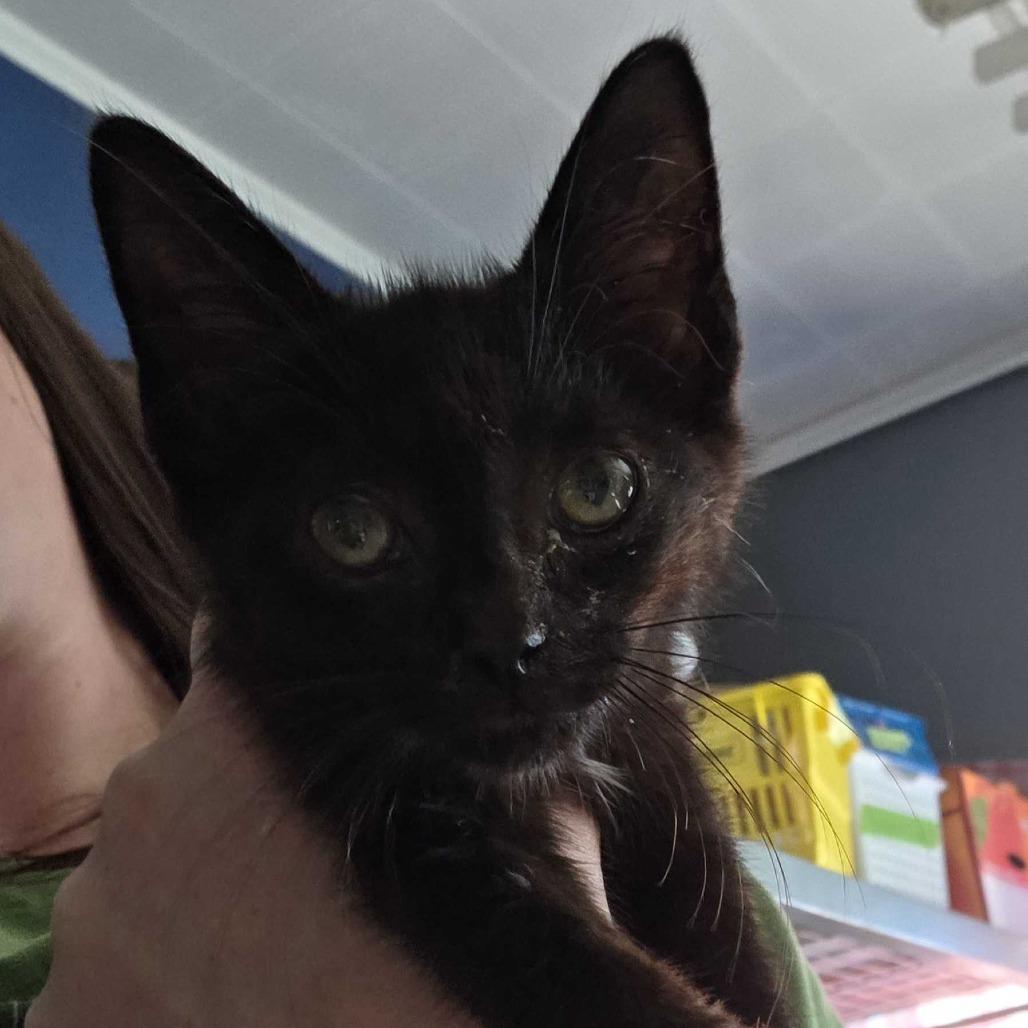 Meowser, Adoptable, Kitten Male Domestic Short Hair.