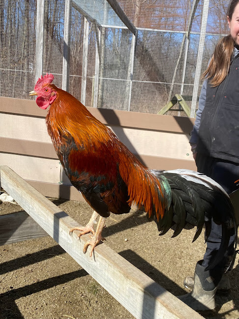 Enlarge Hippo, a Adoptable Chicken in Ravenna, OH image 2/5