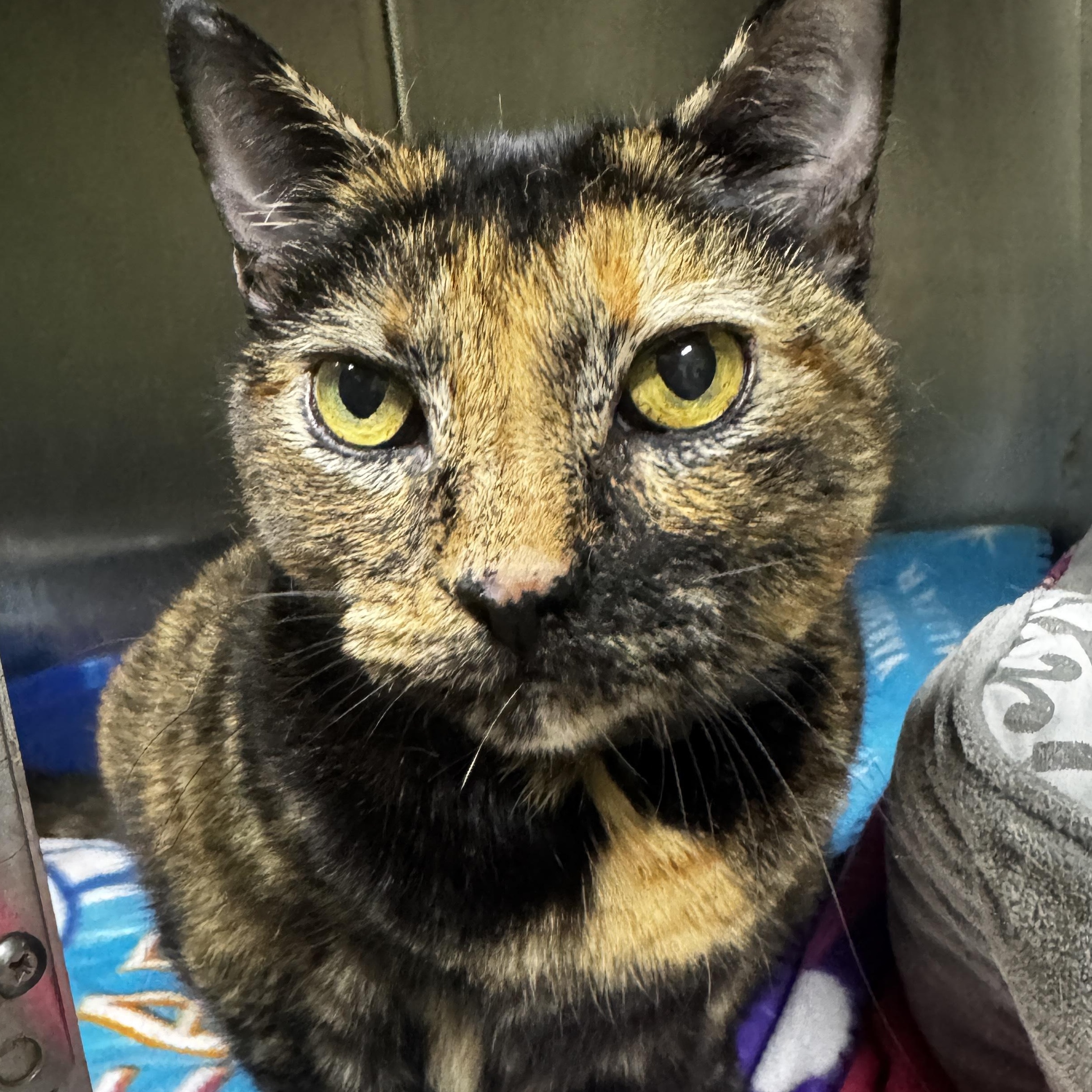 Barbara, adopted, Adult Female American Shorthair.
