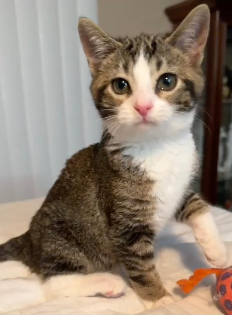 Enlarge Mei Mei, a Adoptable mixed breed in Waynesville, MO image 1/1