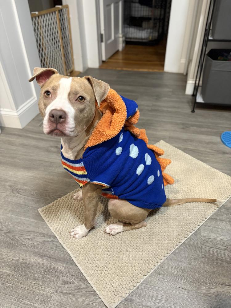 Heather* Courtesy Post, a ADOPTABLE Pit Bull Terrier in New Boston, NH image 6/6