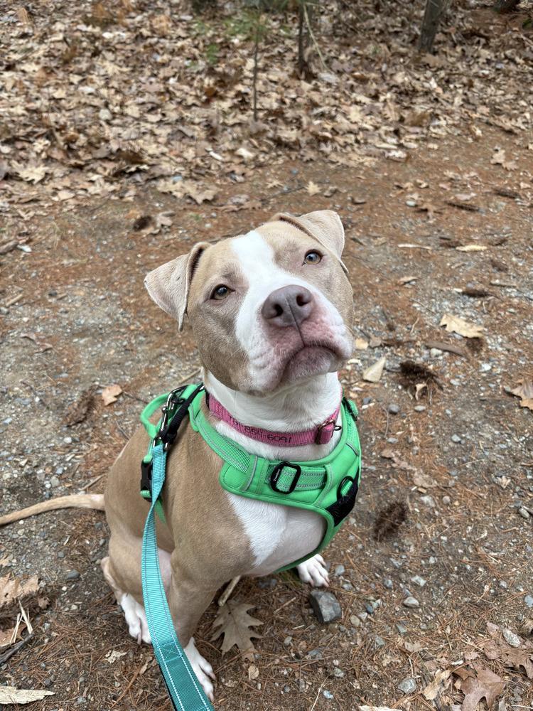 Heather* Courtesy Post, a ADOPTABLE Pit Bull Terrier in New Boston, NH image 4/6