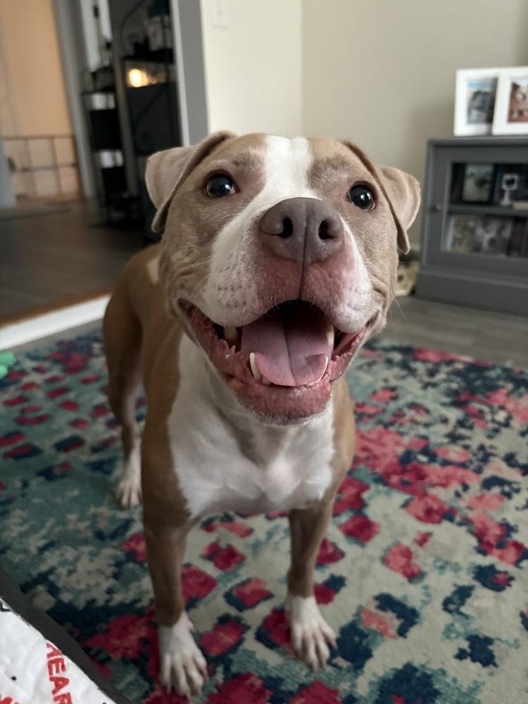 Heather* Courtesy Post, a ADOPTABLE Pit Bull Terrier in New Boston, NH image 2/6