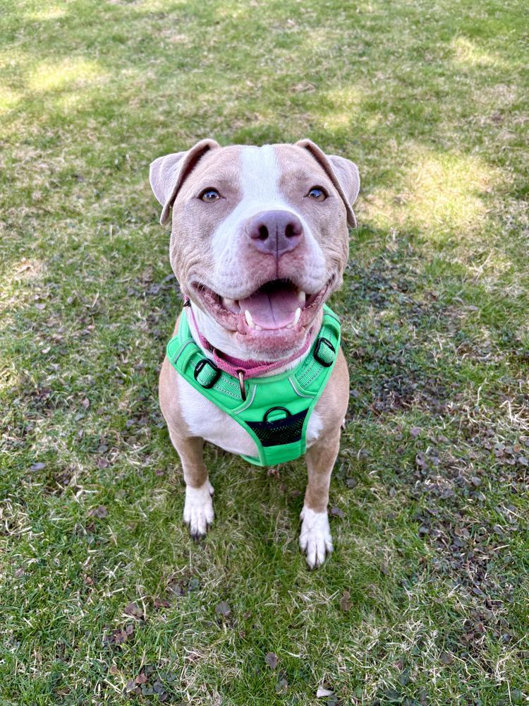 Heather* Courtesy Post, a ADOPTABLE Pit Bull Terrier in New Boston, NH image 1/6