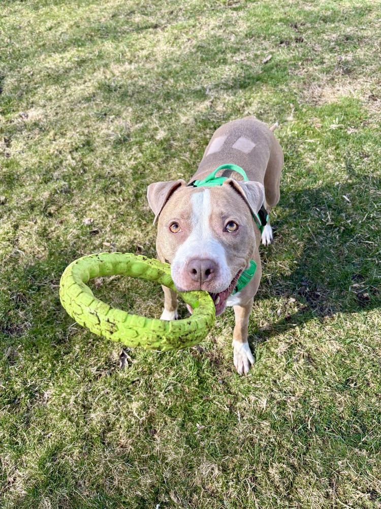 Heather* Courtesy Post, a ADOPTABLE Pit Bull Terrier in New Boston, NH image 3/6