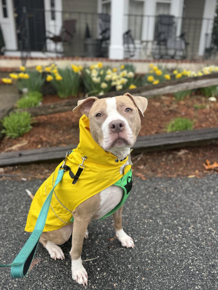 Heather* Courtesy Post, a ADOPTABLE Pit Bull Terrier in New Boston, NH image 5/6