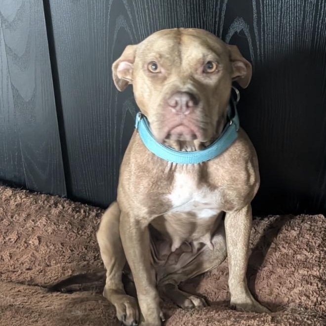 Marci, ADOPTABLE, Adult Female Pit Bull Terrier.