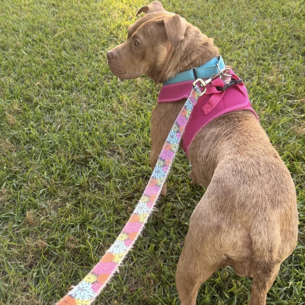 Marci, a ADOPTABLE mixed breed in Calabash, NC image 2/5