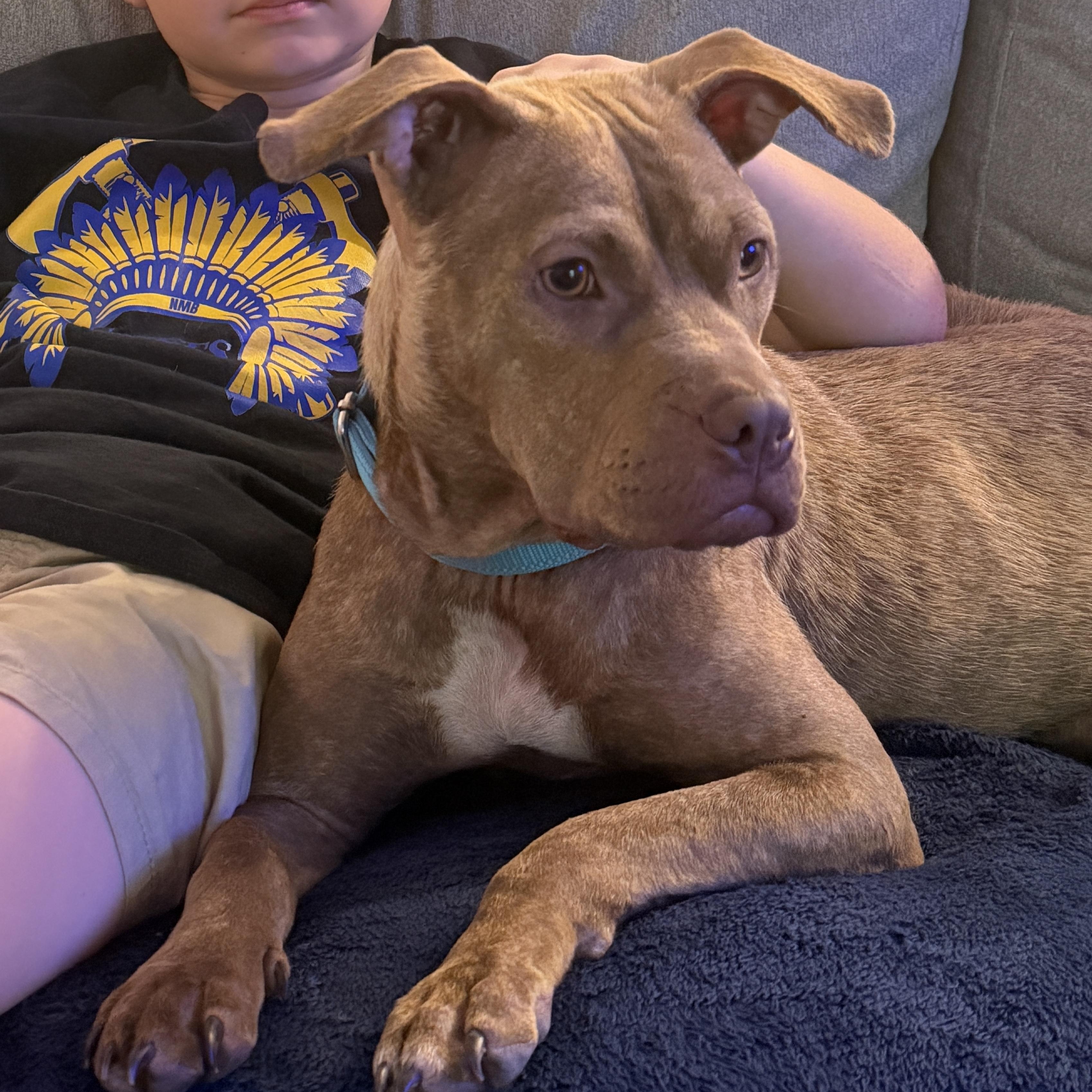Marci, ADOPTABLE, Adult Female Pit Bull Terrier.