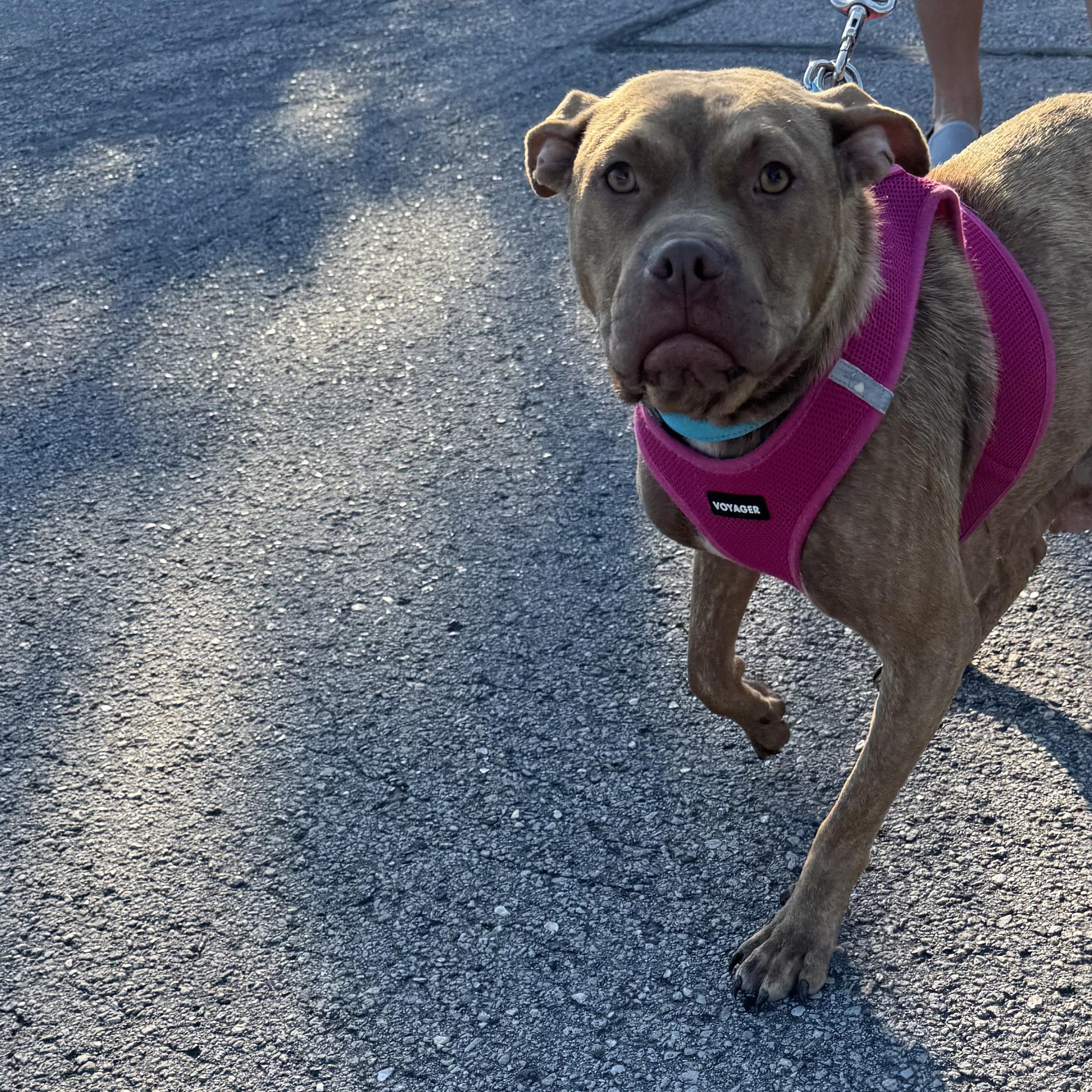 Marci, a ADOPTABLE mixed breed in Calabash, NC image 3/5