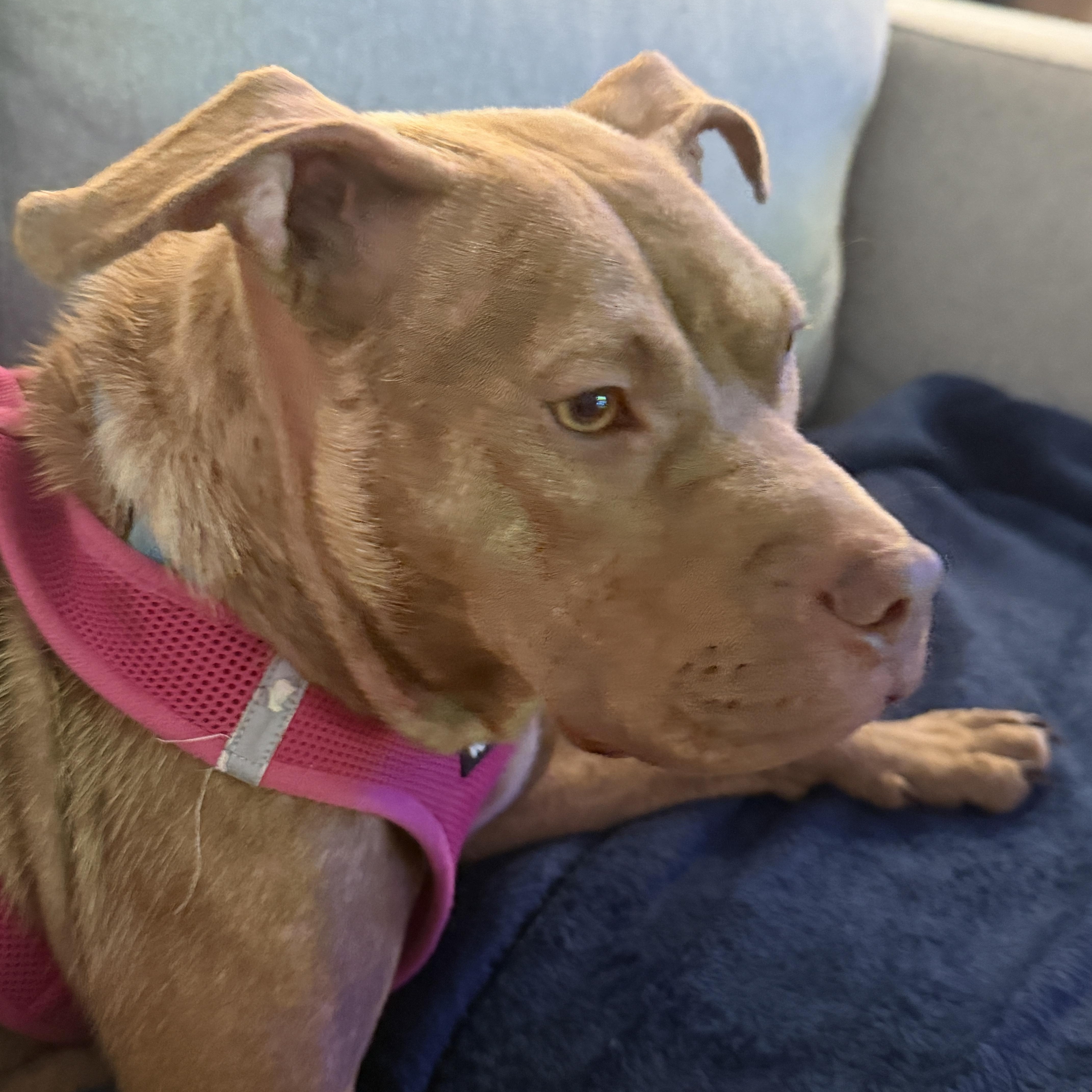 Marci, a ADOPTABLE mixed breed in Calabash, NC image 5/5