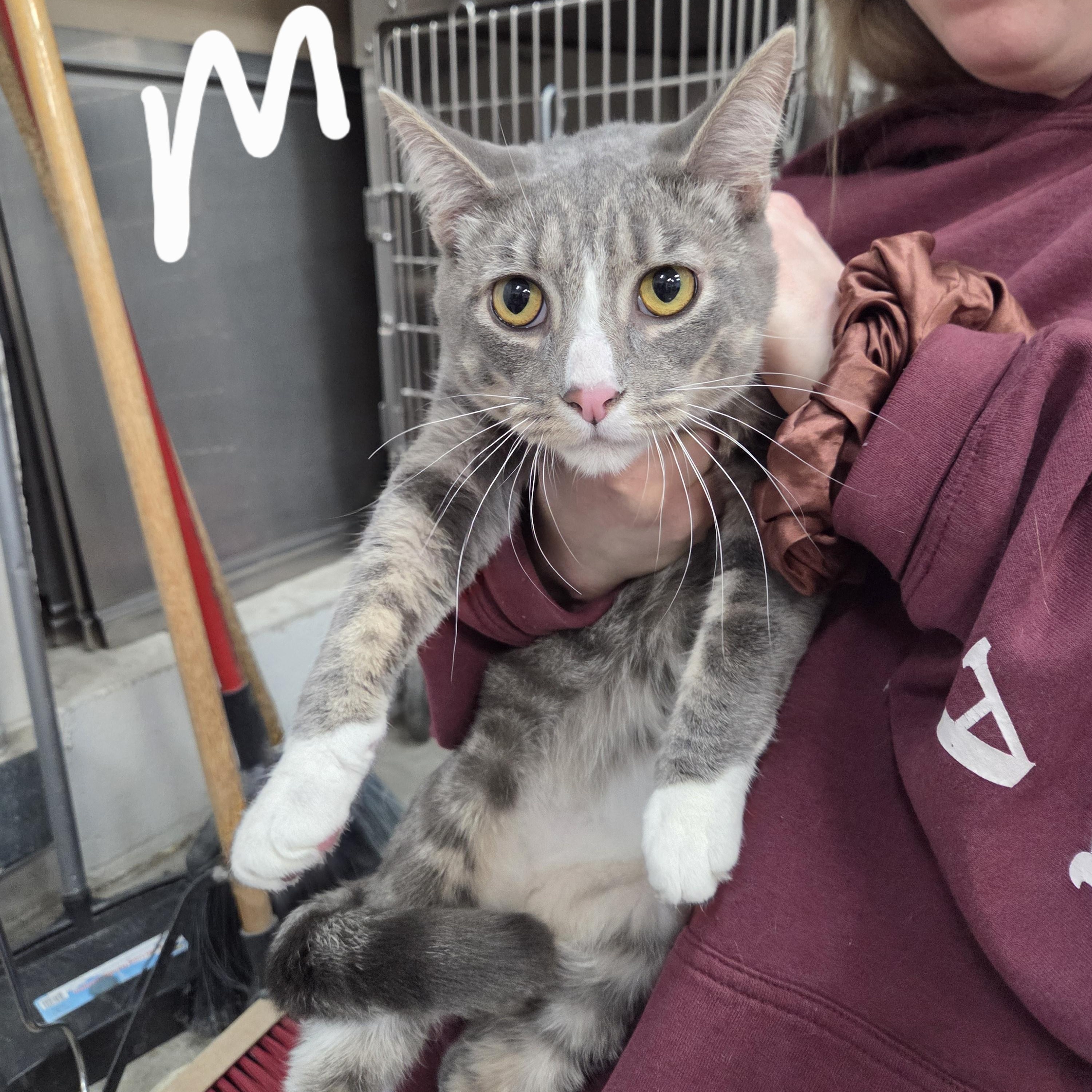 Keanu , a ADOPTABLE Domestic Short Hair in Saint Charles, MO image 2/2