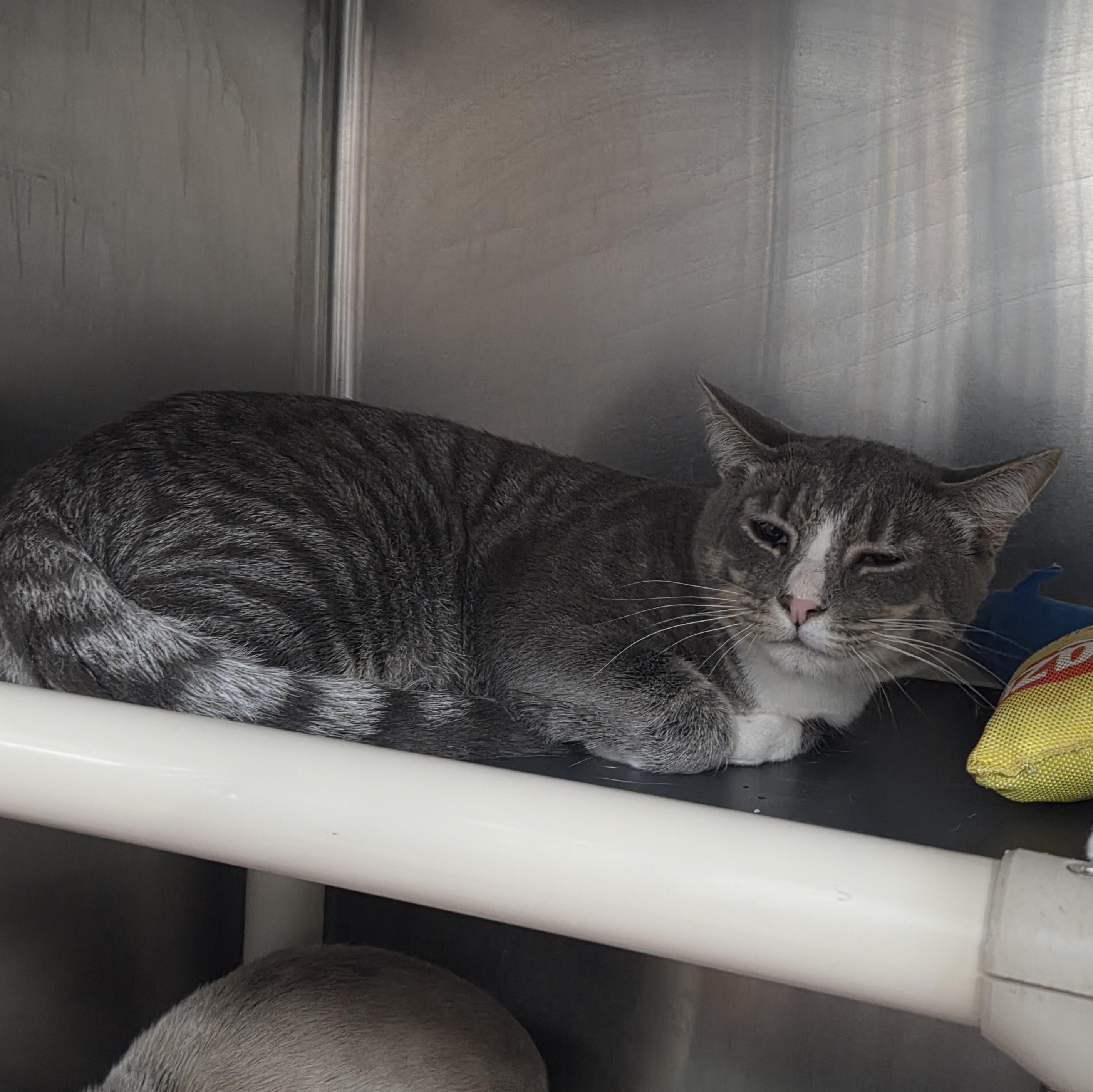 Keanu , a ADOPTABLE Domestic Short Hair in Saint Charles, MO image 1/2