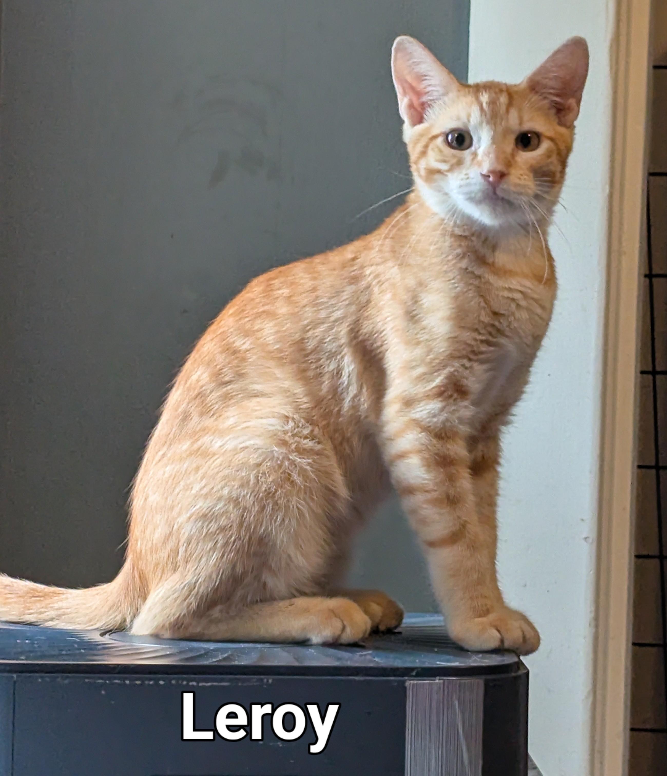 Leroy, a Adoptable Domestic Short Hair image 1/2