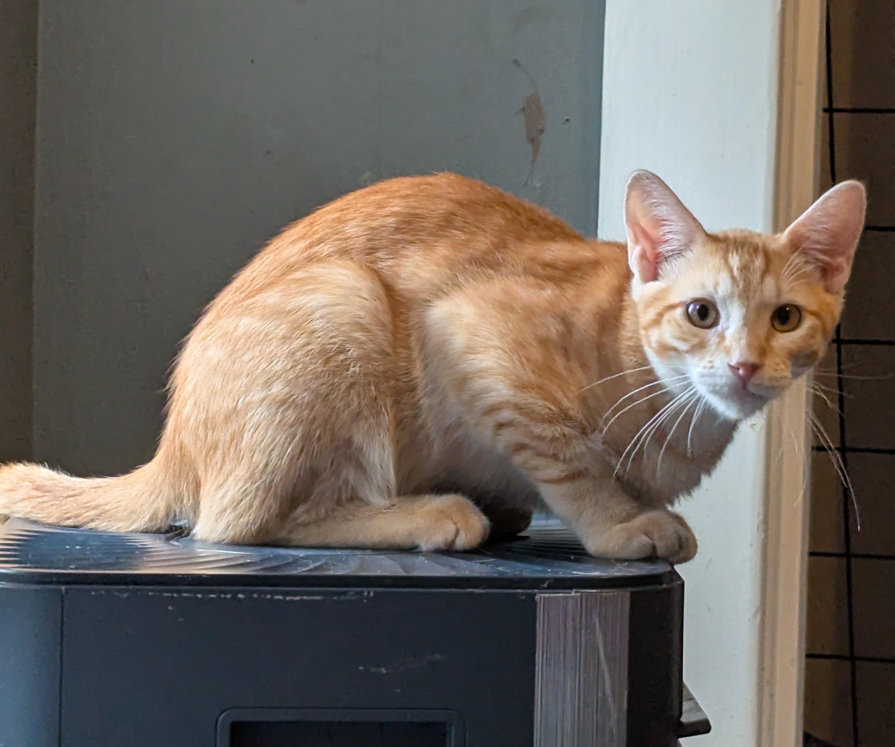 Leroy, a Adoptable Domestic Short Hair image 2/2