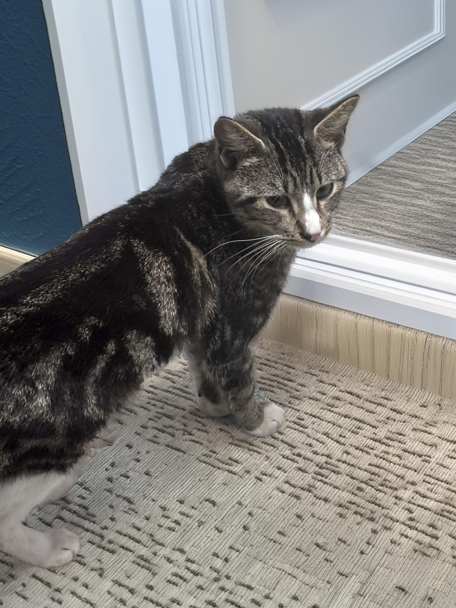 Goose, ADOPTABLE, Young Male Domestic Short Hair.