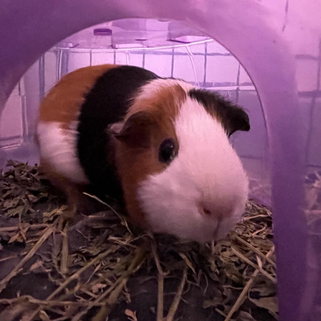 Buddy Tiger Shark, Adoptable, Adult Female Guinea Pig.