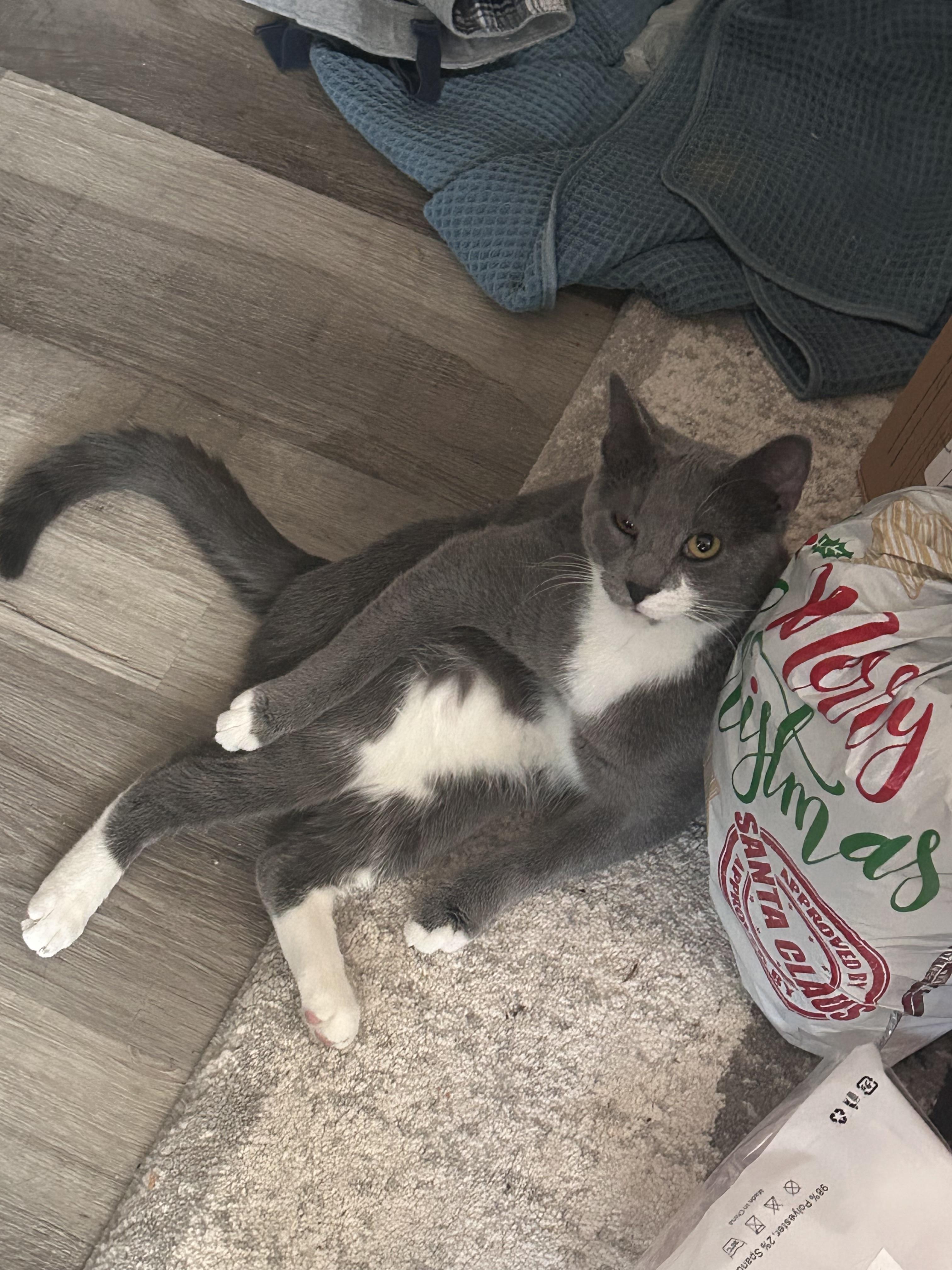 Enlarge Auntie Anne's, a Adoptable Domestic Short Hair in Bainbridge, PA image 3/3