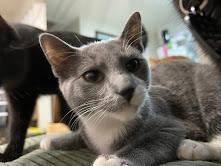 Enlarge Auntie Anne's, a Adoptable Domestic Short Hair in Bainbridge, PA image 2/3