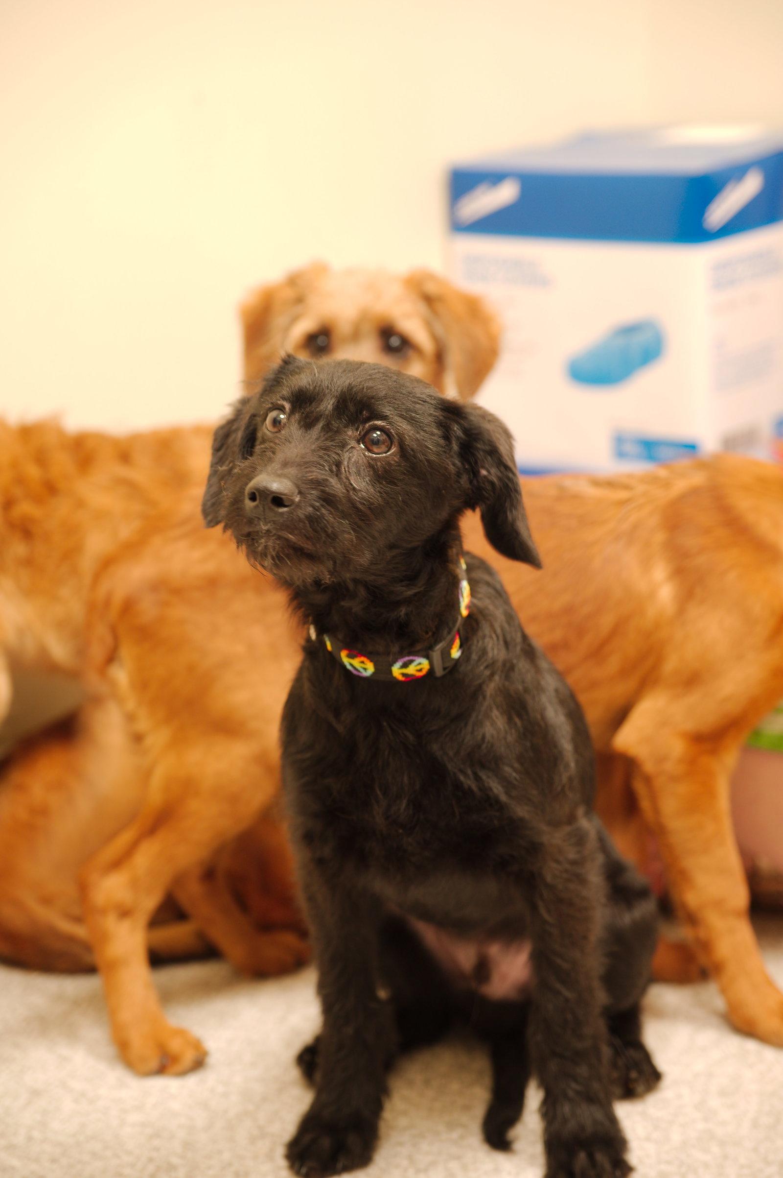 Enlarge Joey, a Adoptable mixed breed in Lancaster, PA image 1/3