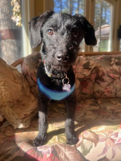 Enlarge Joey, a Adoptable mixed breed in Lancaster, PA image 2/3